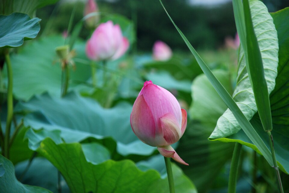 Lotus peaks flowers