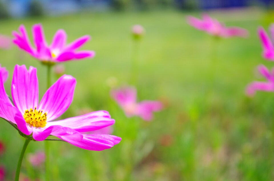 Green field grassland photo