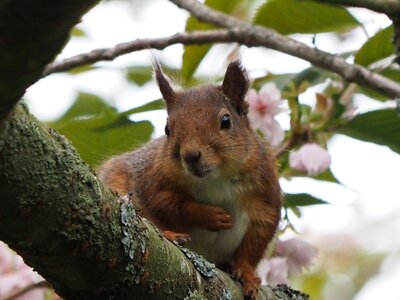 Animals rodent fauna