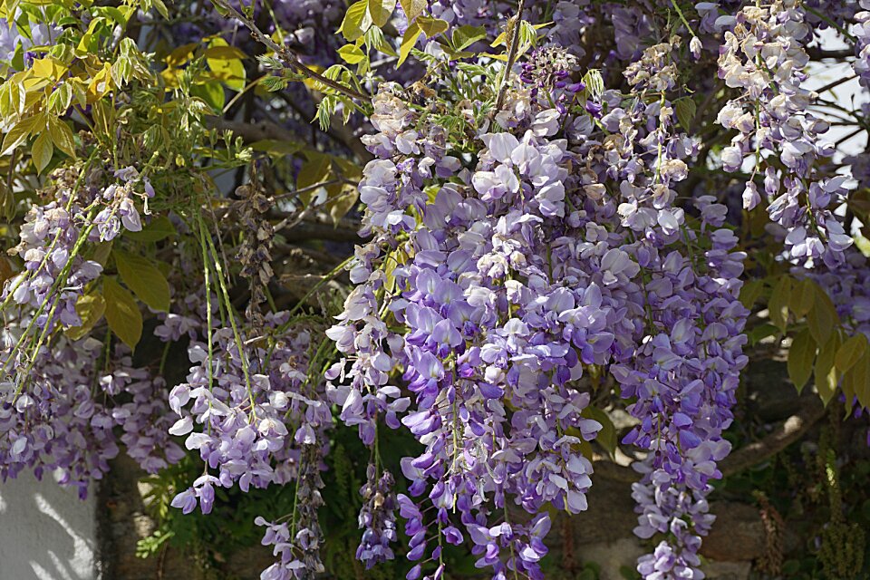 Garden nature blue