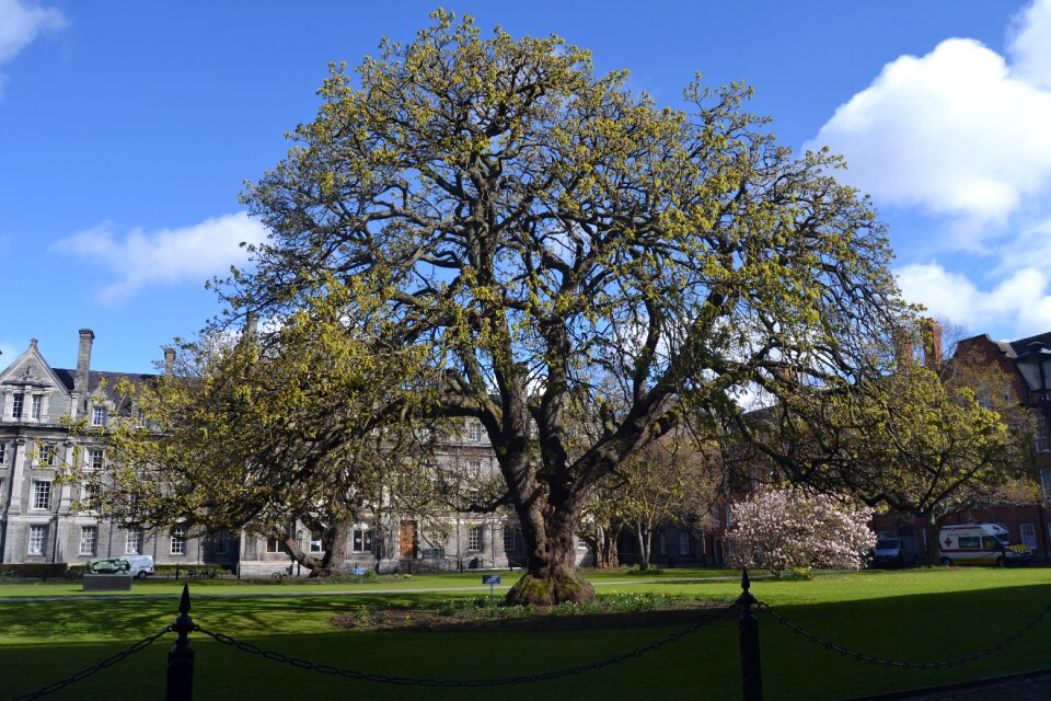 Dublin city trinity college