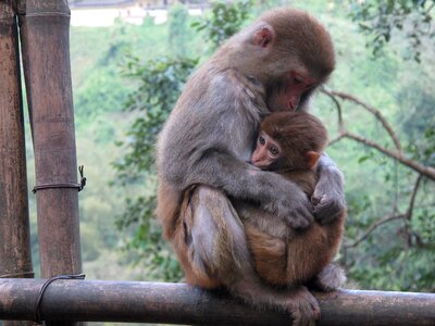 Macaque animal primates photo