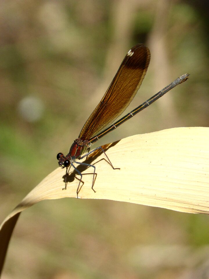 Translucent wings calopteryx haemorrhoidalis iridescent