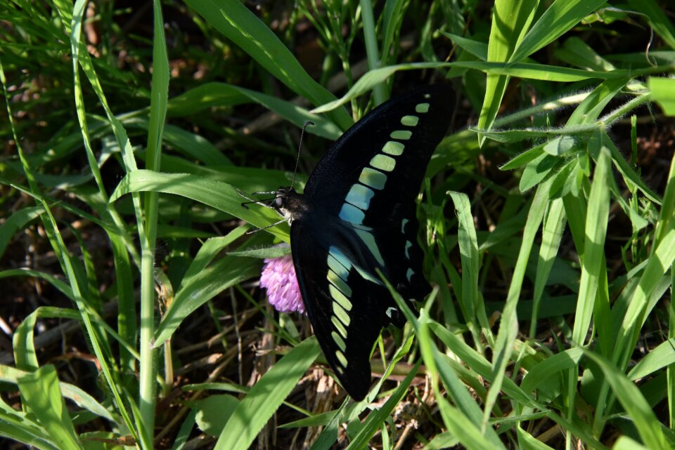 Insect grass black wings