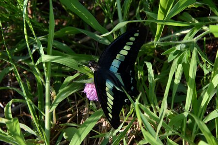 Insect grass black wings