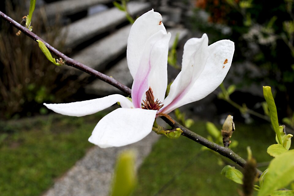 White nature close up photo