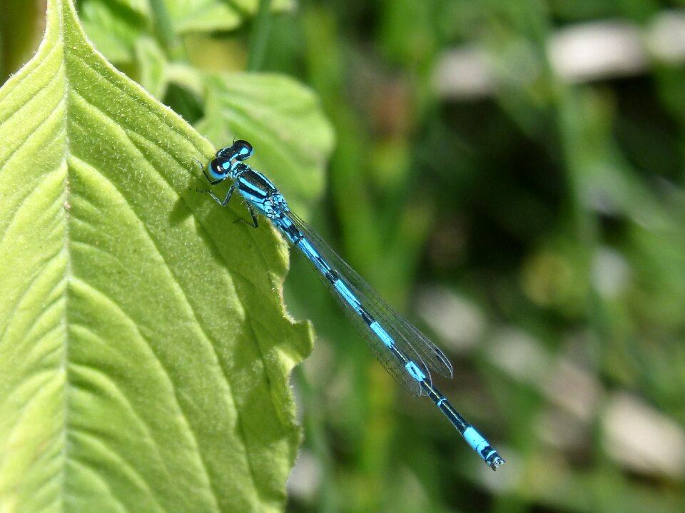 Leaf wetland winged insect