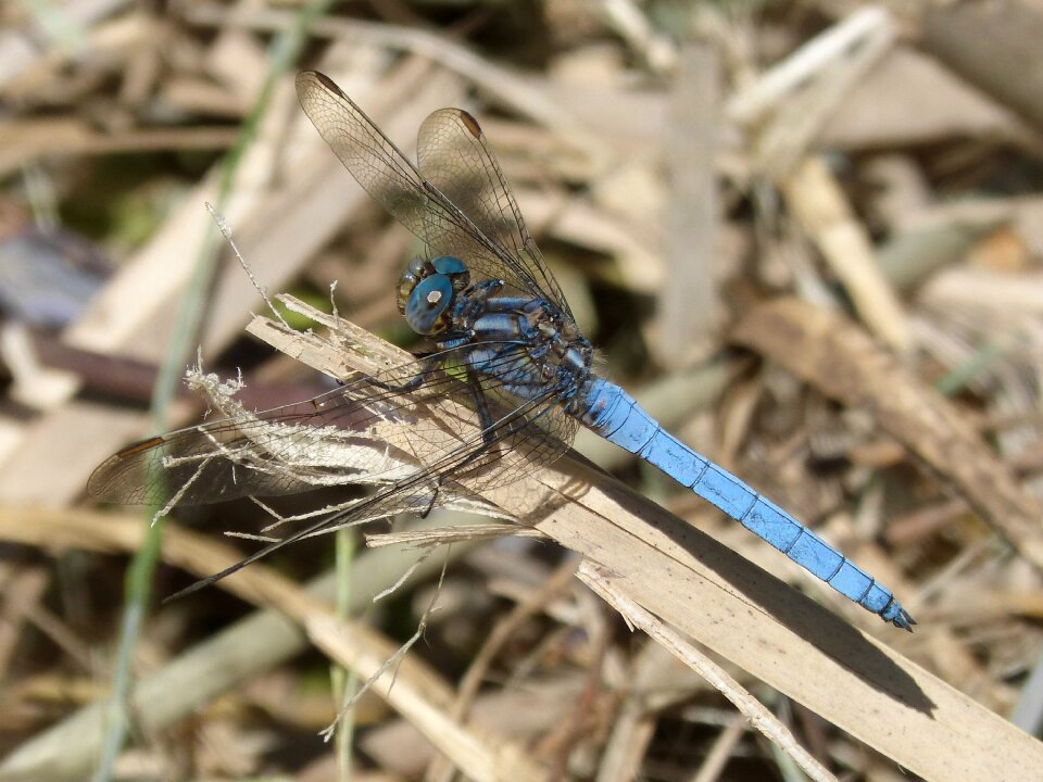 Orthetrum cancellatum leaf winged insect