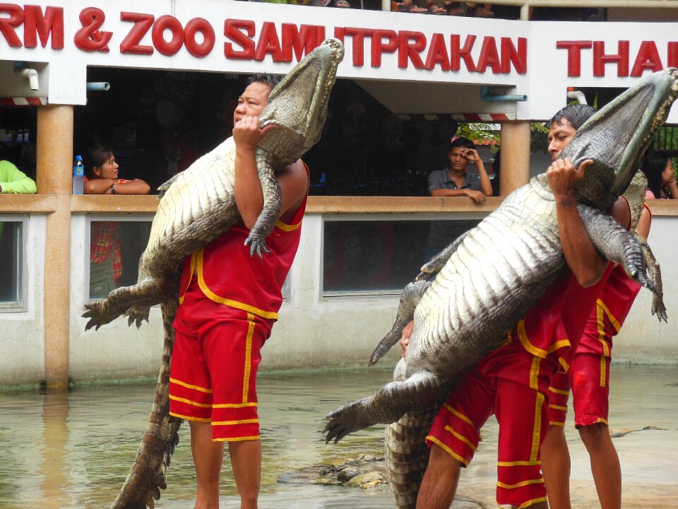 Thailand show people with crocodiles