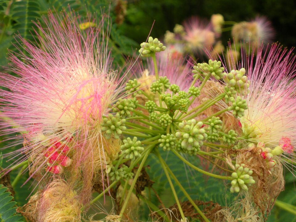 Flowers silk tree flower total restitution