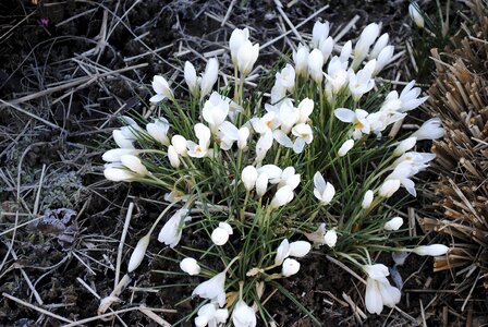 Plant snowdrop white photo