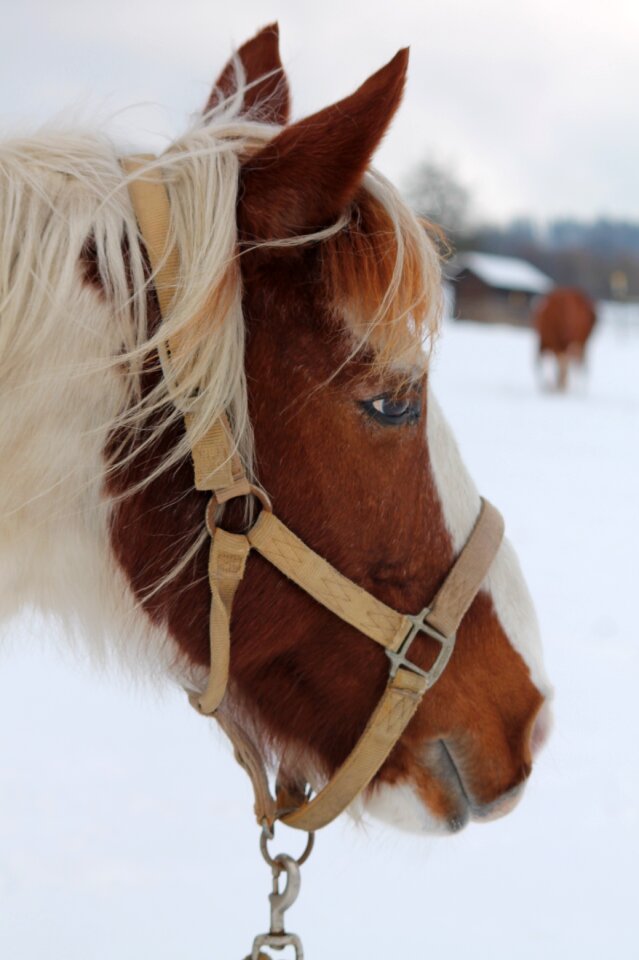 Horse head nature snow landscape