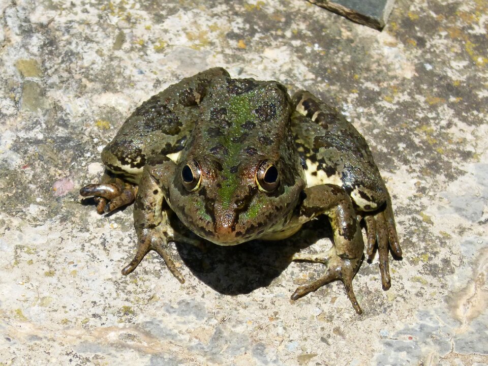 Green frog croak amphibious