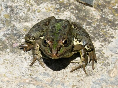 Green frog croak amphibious photo