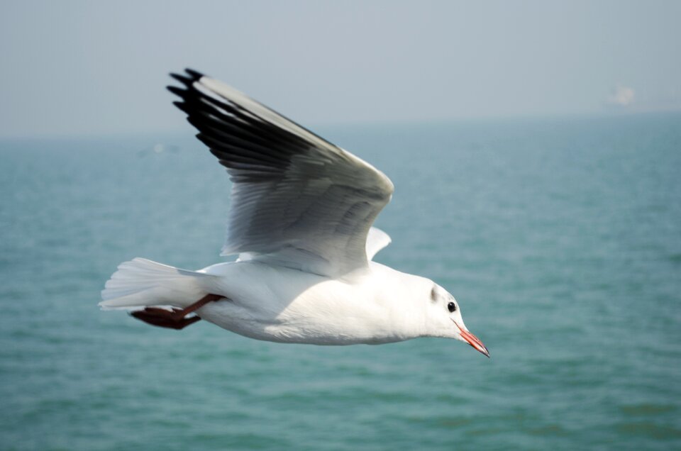 Fly animal island