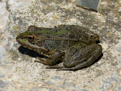 Green frog croak amphibious photo
