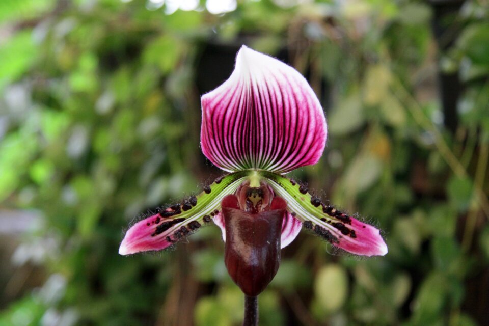 Blossom bloom violet