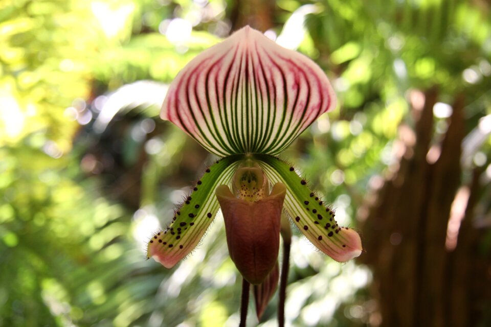 Orchid flower plant