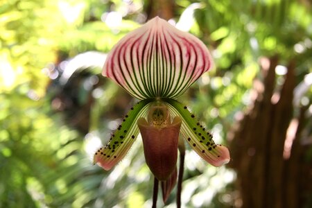Orchid flower plant
