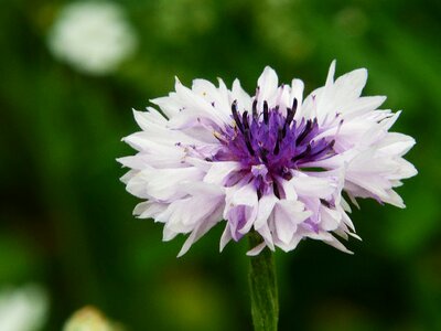 White purple wild flowers