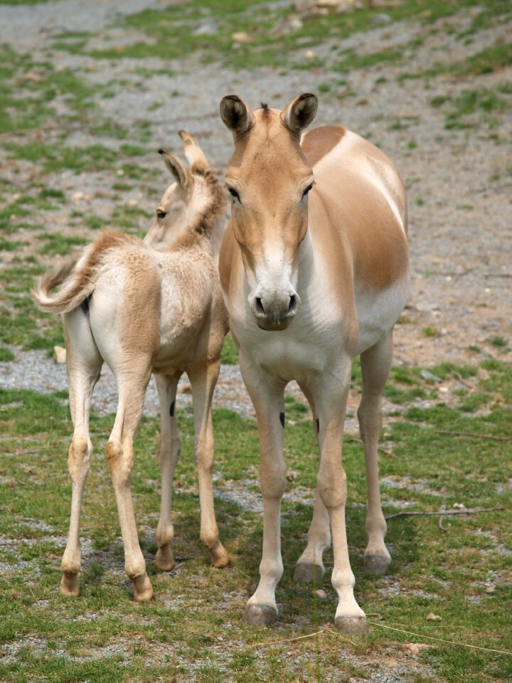 Mare foal przewalski