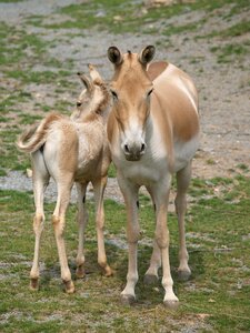 Mare foal przewalski photo