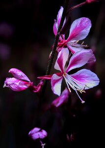 Pink shrub wild flowers photo