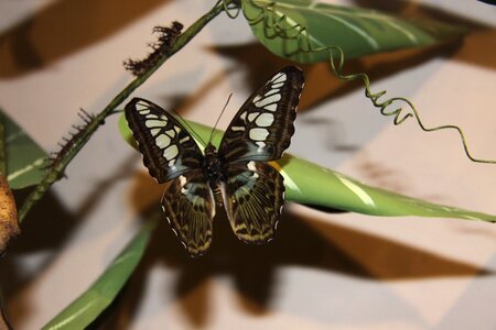 Butterfly thailand phuket photo