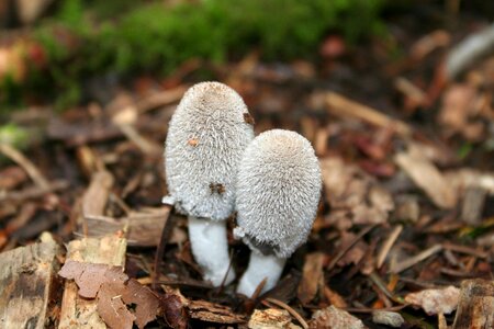 Young forest forest floor
