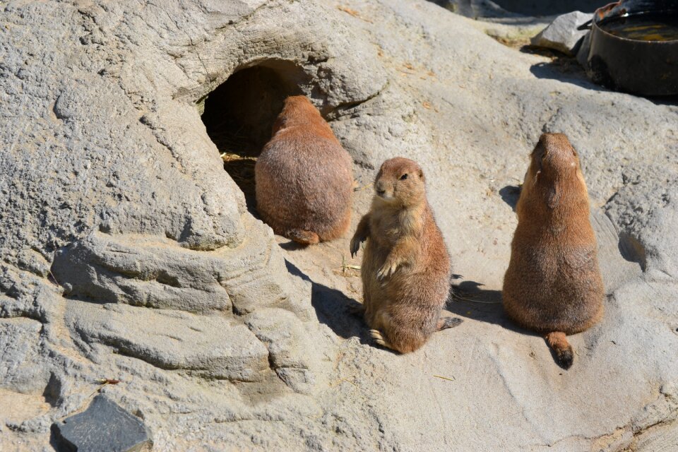 Cute curious animal