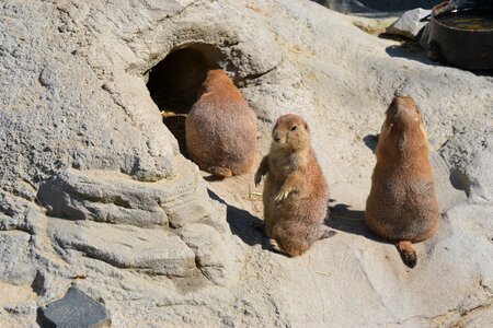 Cute curious animal