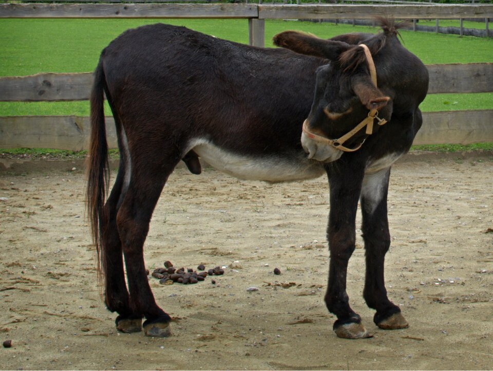 Donkey young animal animal world