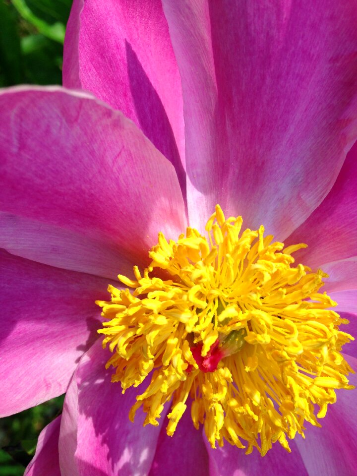 Floral petal summer
