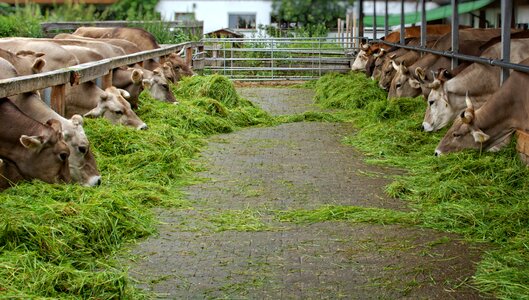 Cow animal agriculture