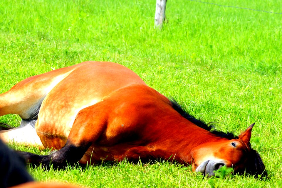 Horses meadow animal