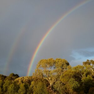 Gumtrees gray rainbow