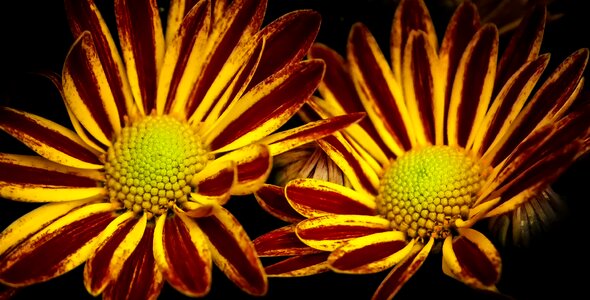 Yellow red blossom