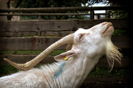 Livestock domestic goat horns photo