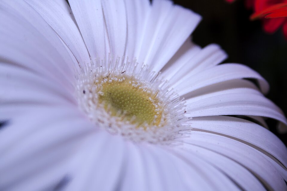 Petals flower schnittblume