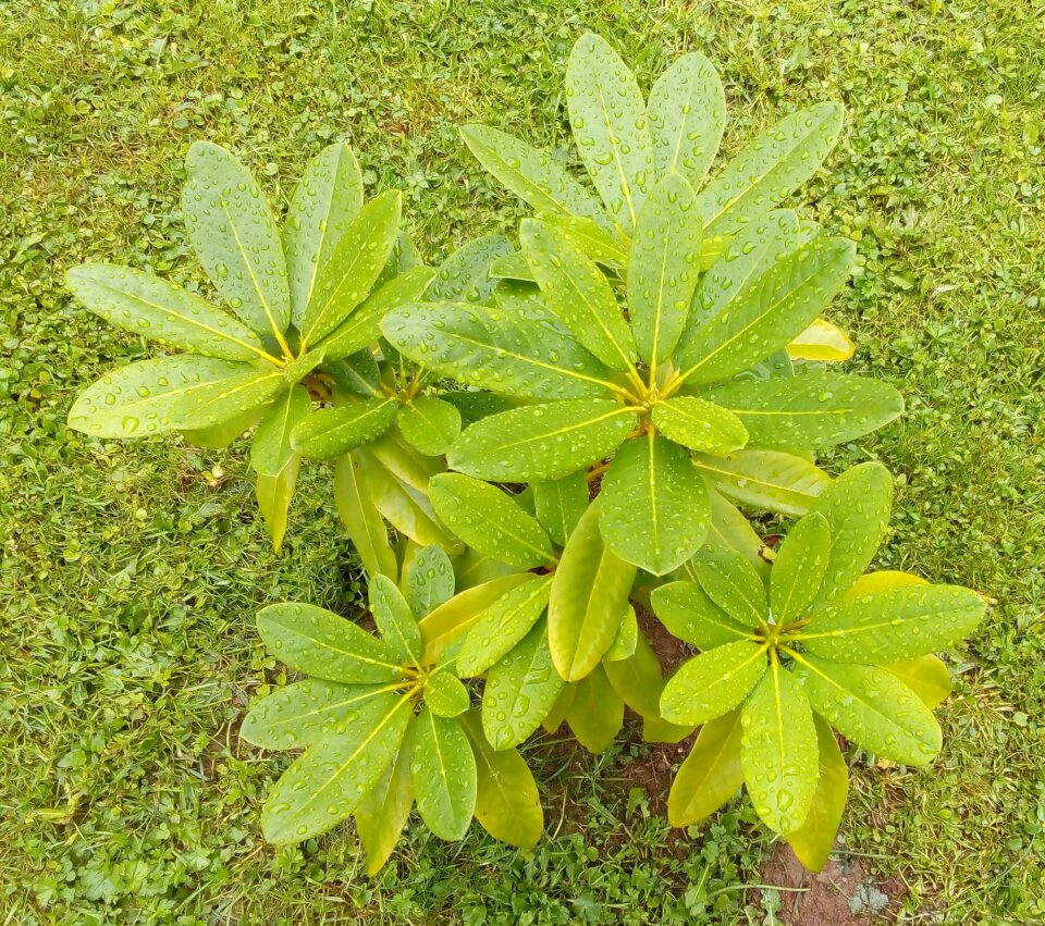 Roslin rhododendron goldfort