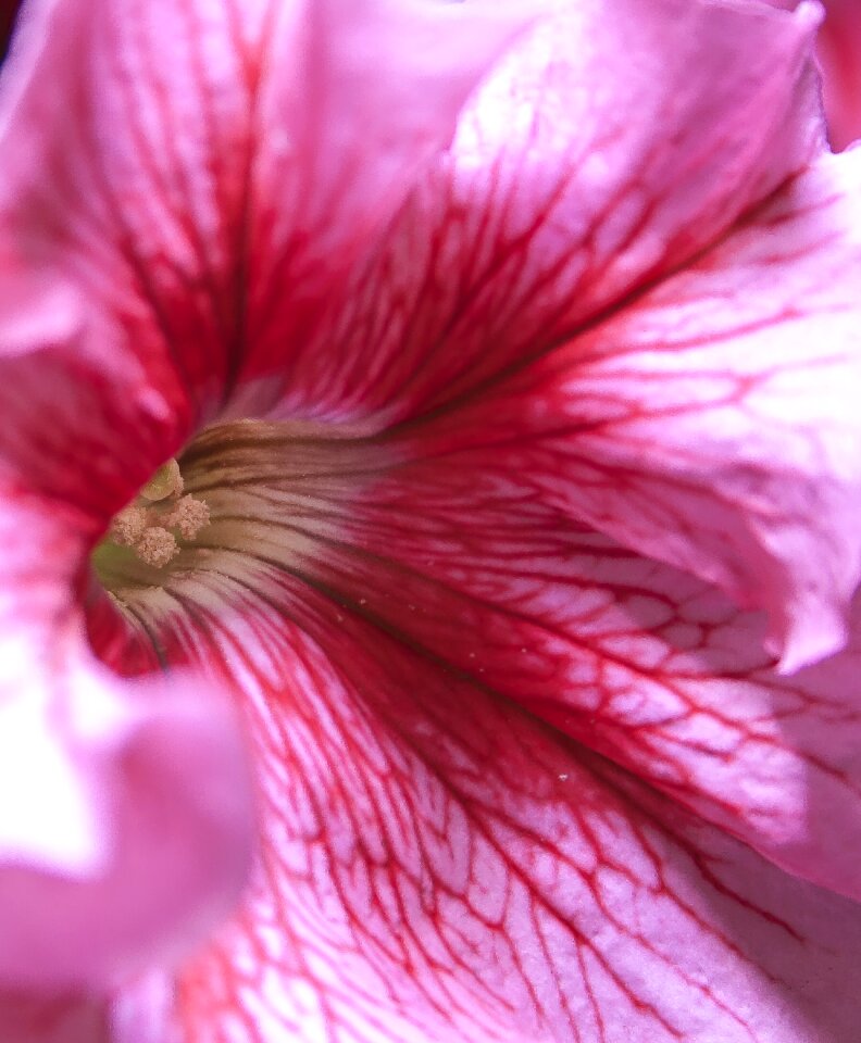 Bloom close up balcony plant
