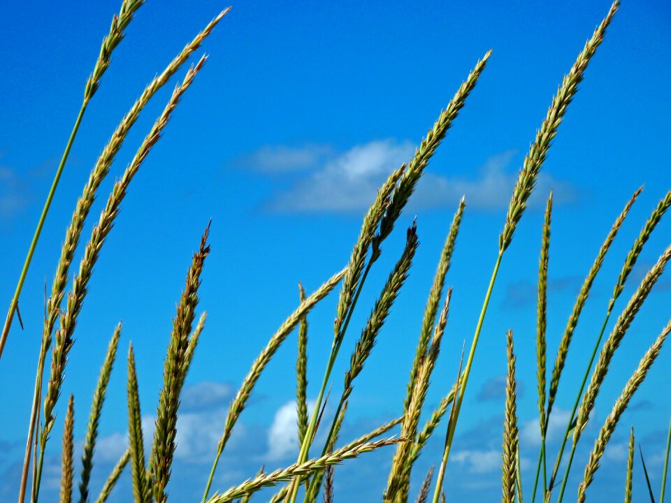 Sand beach grass photo