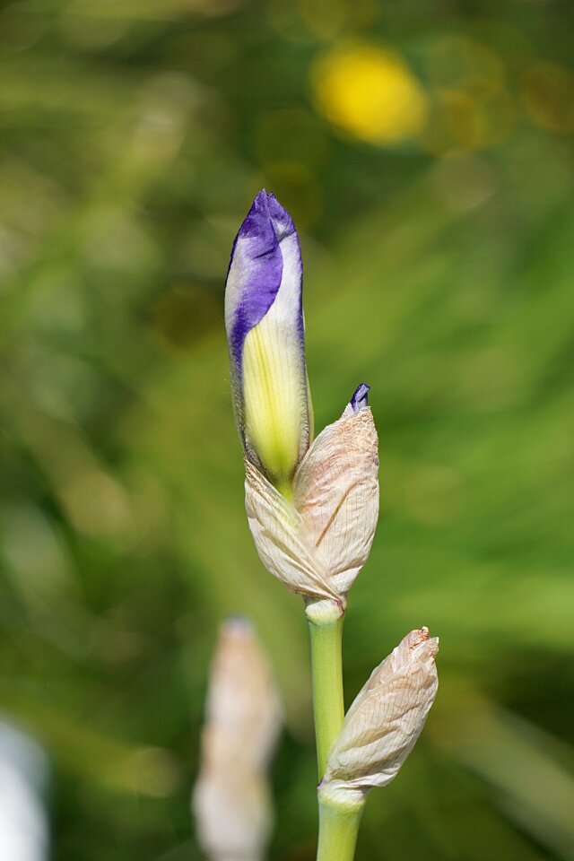 Hatching flora botany