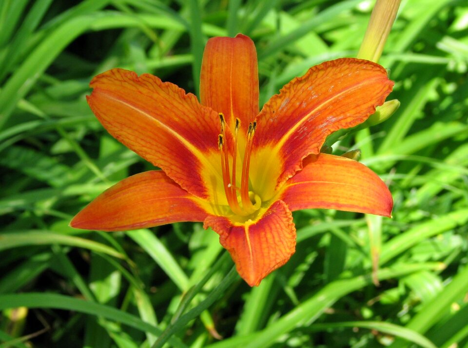 Fulvous daylily ditch lily hemerocallis fulva