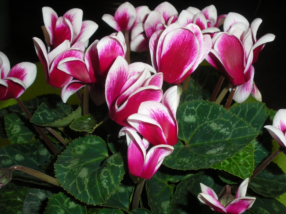 Cyclamen blossom bloom