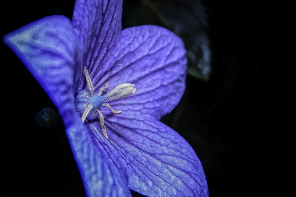 Close up flower blossom