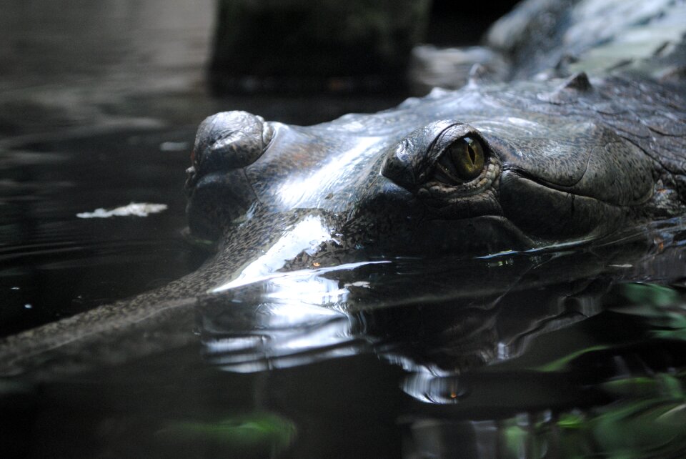 Monitors reptile predator