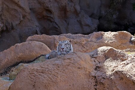 Predator animal rocks photo