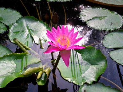 Lotus nature aquatic plant