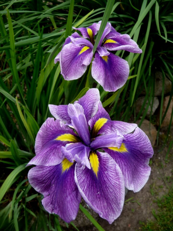 Iris violet a garden plant